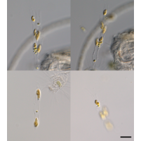 Chlamydomonas dinobryonis