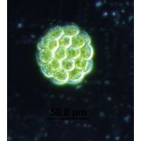 Eudorina elegans