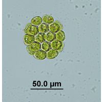 Eudorina elegans