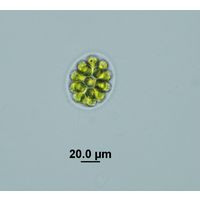 Eudorina elegans