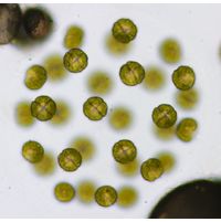 Eudorina elegans
