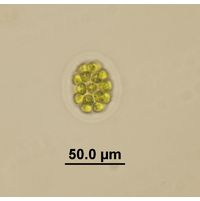Eudorina elegans