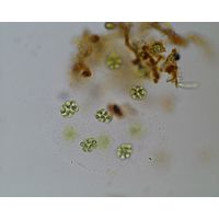 Eudorina elegans