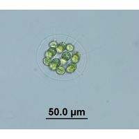 Eudorina elegans