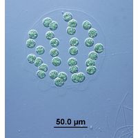 Eudorina elegans