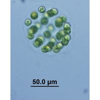 Eudorina elegans