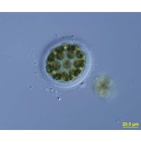 Eudorina