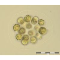 Eudorina illinoisensis
