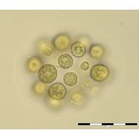 Eudorina illinoisensis