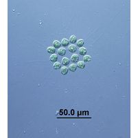Gonium pectorale
