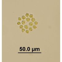 Gonium pectorale