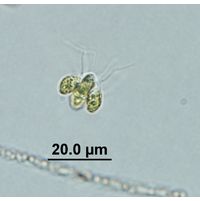 Tetrabaena socialis