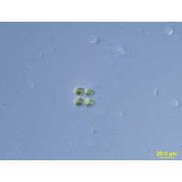 Tetrabaena socialis