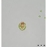 Haematococcus pluvialis