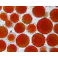 Haematococcus pluvialis