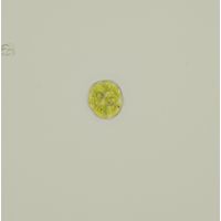 Pandorina morum