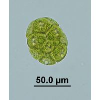 Pandorina morum