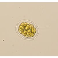 Pandorina morum