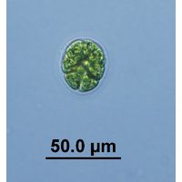 Pandorina morum