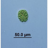 Pandorina morum