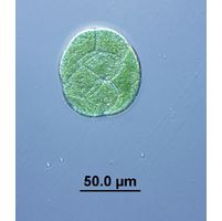 Pandorina morum