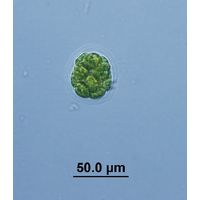 Pandorina morum