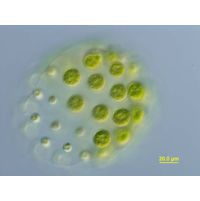 Pleodorina indica