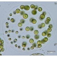 Pleodorina indica