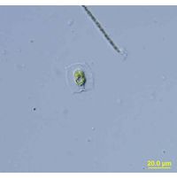 Pteromonas aculeata