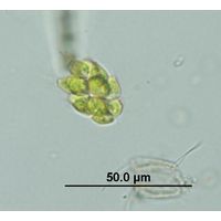 Pyrobotrys minima