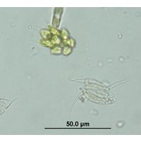 Pyrobotrys minima