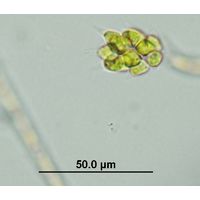 Pyrobotrys minima