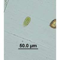 Sphaerellopsis lateralis
