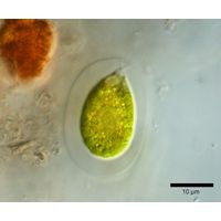 Sphaerellopsis aulata