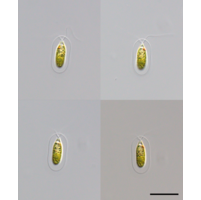 Sphaerellopsis lateralis
