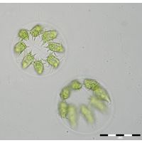 Stephanosphaera pluvialis