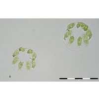 Stephanosphaera pluvialis