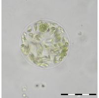 Stephanosphaera pluvialis