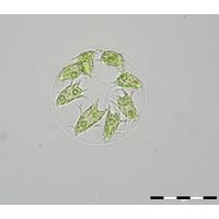Stephanosphaera pluvialis