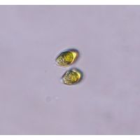 Tetrabaena socialis