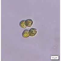 Tetrabaena socialis
