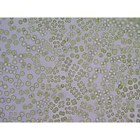 Tetraspora cylindrica