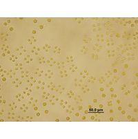 Tetraspora gelatinosa