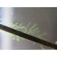 Tetraspora gelatinosa