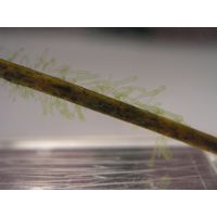 Tetraspora gelatinosa