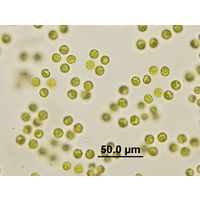 Teteraspora gelationsa