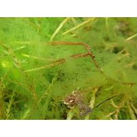 Tetraspora gelatinosa