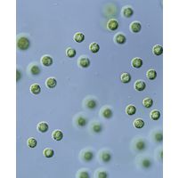 Tetraspora gelatinosa