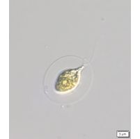 Vitreochlamys fluviatilis