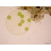 Volvox aureus
